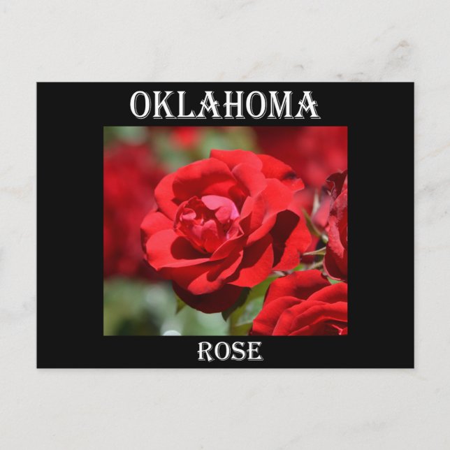 Carte Postale Rose de l'Oklahoma (Devant)