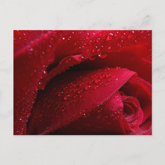 Carte Postale Rose de macro rouge avec gouttelettes d'eau (Devant)