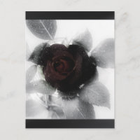 Rose de mémoire en deuil