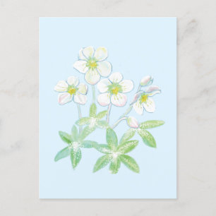 Carte Postale Rose de Noël, Helleborus niger