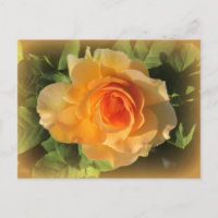 Carte postale Rose de parfum miel