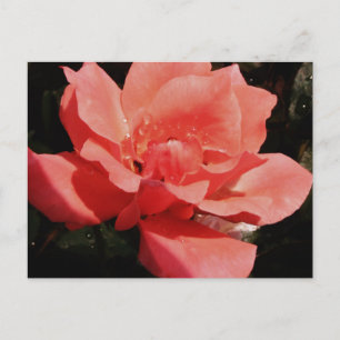 Carte Postale rose de pêche et détritus