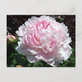 Carte postale rose de pivoine