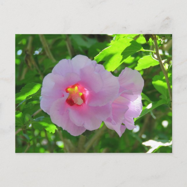 Carte Postale Rose de Sharon, Sunlit (Devant)