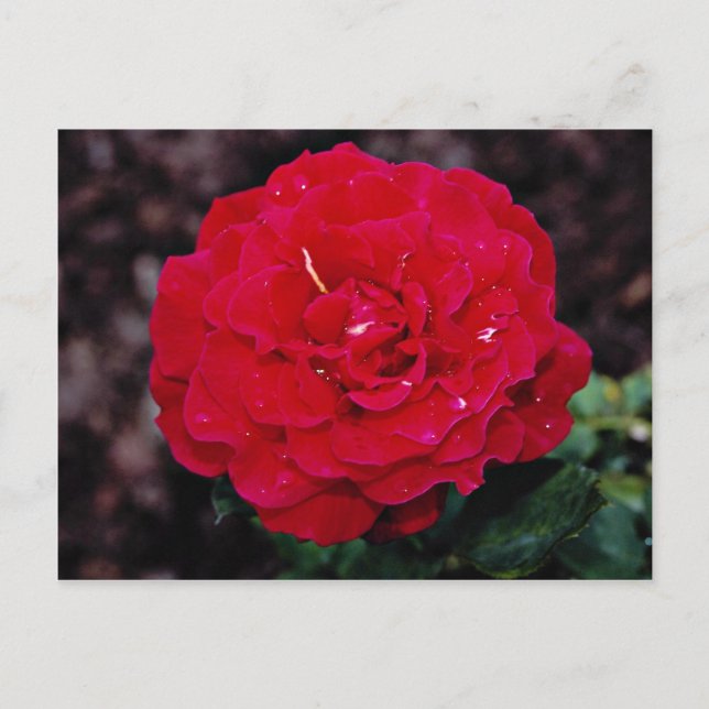 Carte Postale Rose de thé hybride 'Mister Lincoln' Fleurs blanch (Devant)