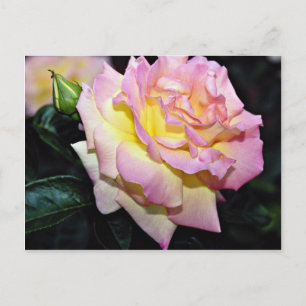 Carte Postale Rose de thé hybride "Peace" Fleurs blanches