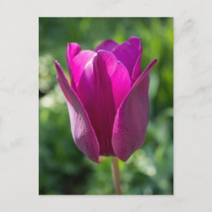 Carte postale rose de tulipe