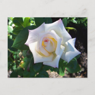 Carte postale Rose d'été blanc