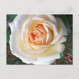 Carte postale Rose d'été blanc ivoire