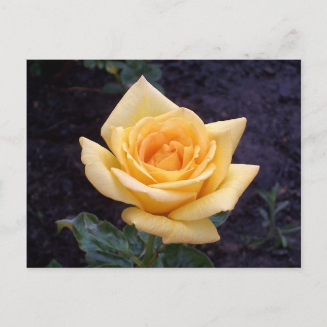 Carte postale Rose d'été jaune (Devant)