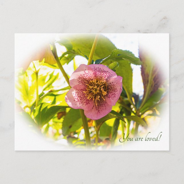 Carte Postale Rose du carême. Helleborus. Vous êtes aimés ! (Devant)