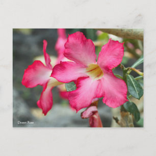 Carte Postale Rose du désert [Carte postale] ポ ♥ ー ド カ