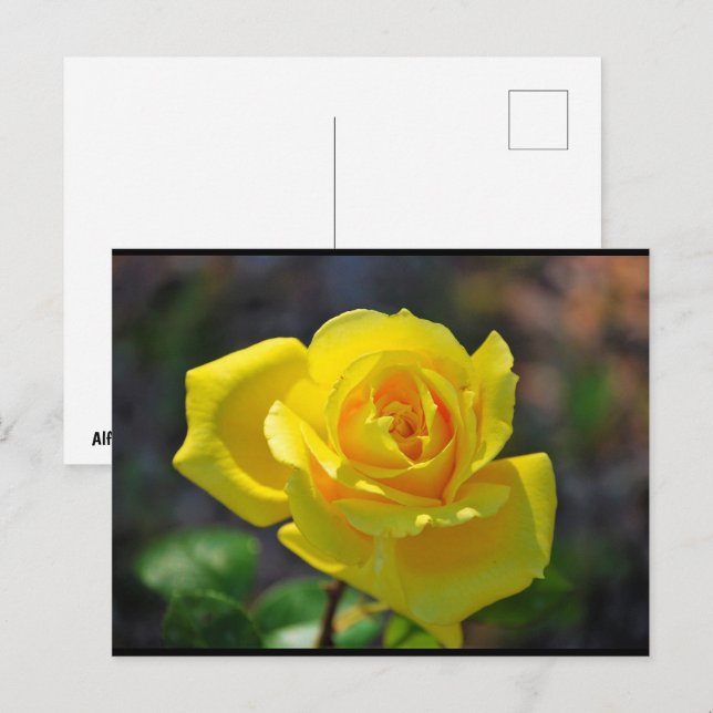 Carte Postale Rose Florale Jaune (Devant / Derrière)