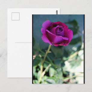 Carte Postale Rose Florale Violette