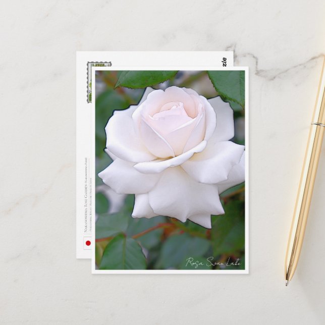 Carte Postale Rose Garden (Devant/Arrière en situation)