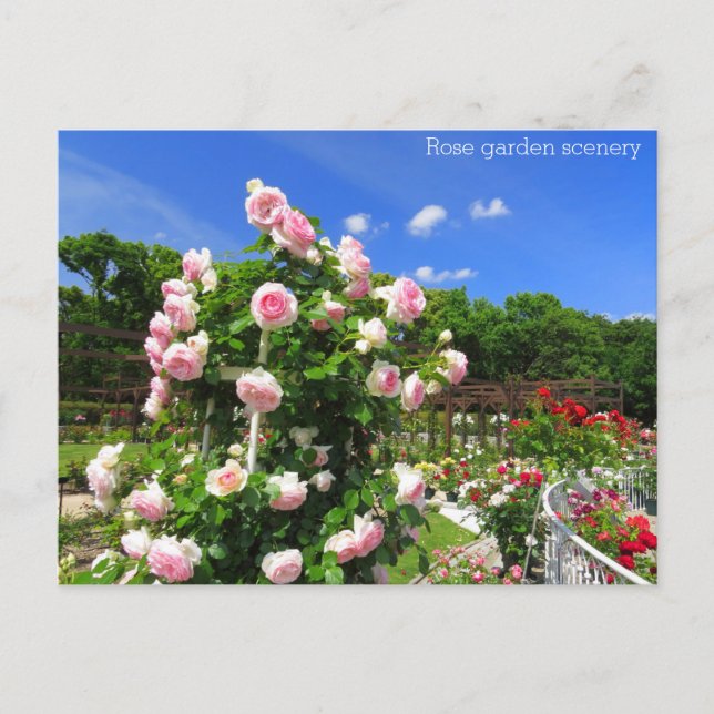 Carte Postale Rose garden scenery：Postcard (Devant)