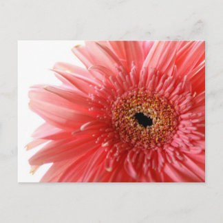 Carte postale rose Gerber Daisy