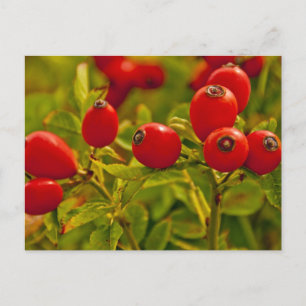 Carte Postale Rose Hip