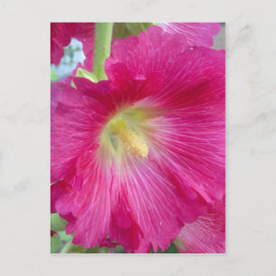 Carte postale rose Hollyhock