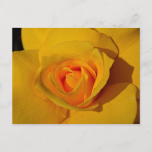 Carte Postale Rose jaune