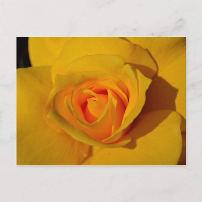 Carte Postale Rose jaune (Devant)