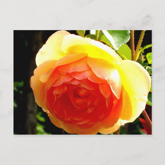 Carte Postale Rose jaune (Devant)