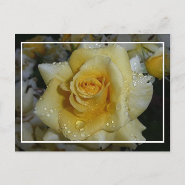 Carte Postale Rose jaune (Devant)