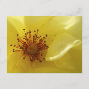 Carte postale rose jaune
