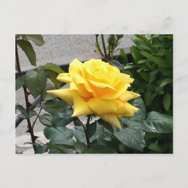 Carte Postale Rose jaune du Texas (Devant)
