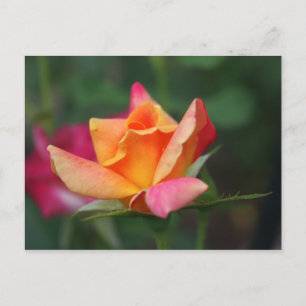 Carte Postale Rose jaune et rose