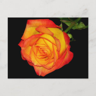 Carte Postale Rose jaune-orange