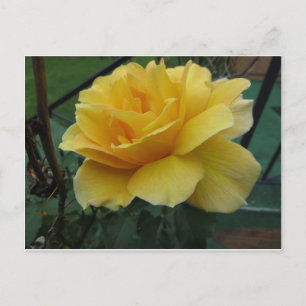 Carte Postale Rose jaune ouverte