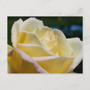Carte Postale Rose jaune pâle