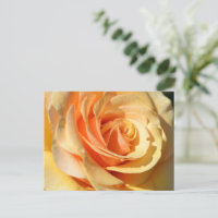 Rose jaune pâle