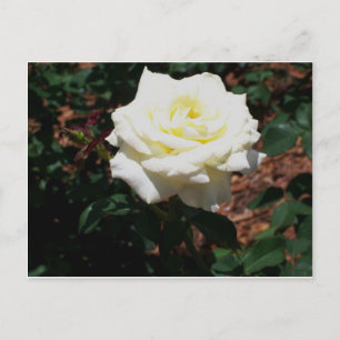 Carte Postale Rose jaune pâle