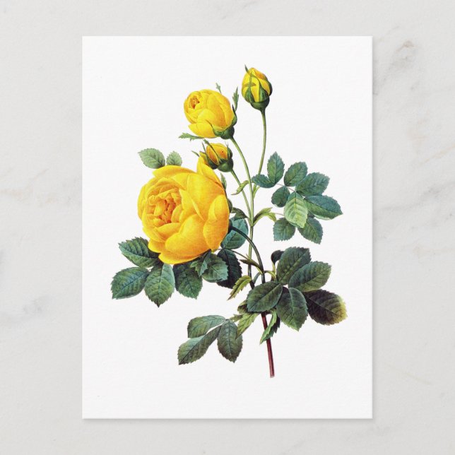 Carte Postale Rose jaune par Pierre Joseph Redoute (Devant)