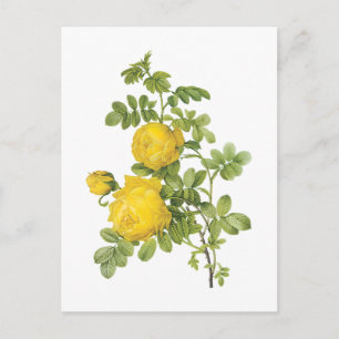 Carte Postale rose jaune (Rosa sulfurea) par Redouté