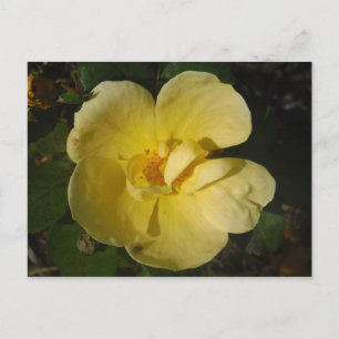 Carte Postale Rose jaune sauvage