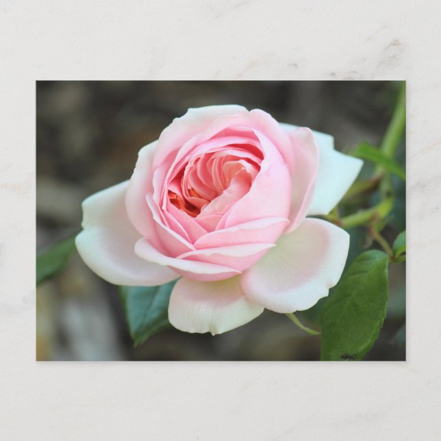 Carte Postale Rose "Joie de Vivre", Roath Park, Cardiff (Devant)