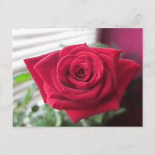 Carte Postale Rose Kleine