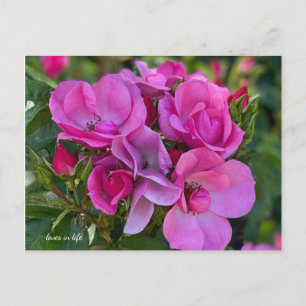 Carte Postale Rose lavande