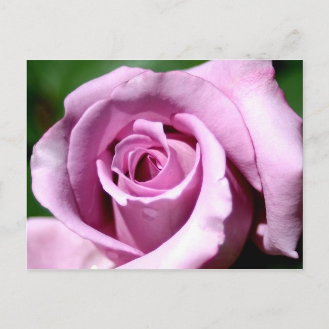 Carte Postale Rose Lilac (Devant)