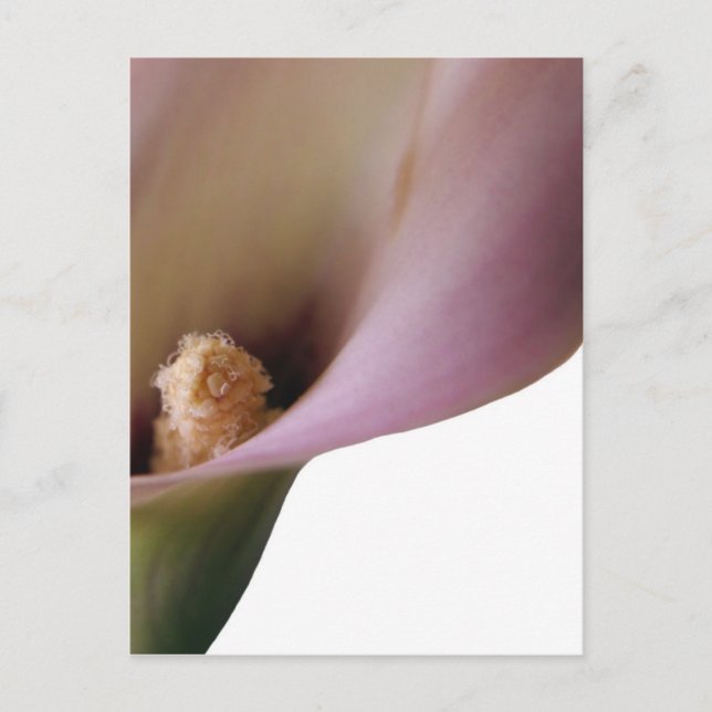 Carte postale Rose Lilly (Devant)