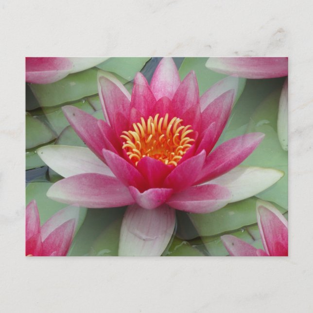 Carte Postale Rose Lotus Water Lily (Devant)