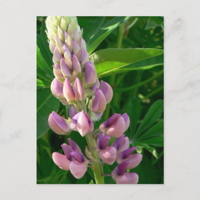 Carte Postale Rose Lupine (Devant)