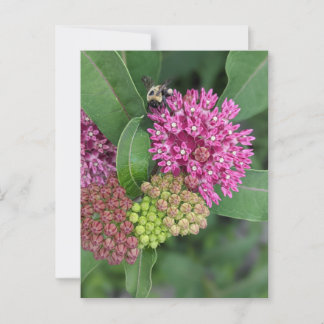 Carte postale rose Milkweed