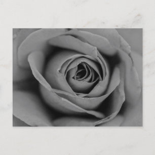 Carte postale Rose monochromatique