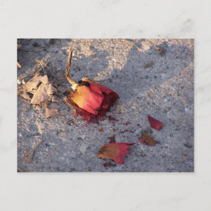 Carte postale Rose mort (couleur)