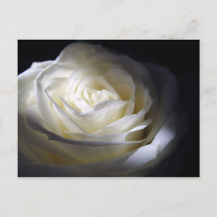 Carte Postale Rose noire et blanche