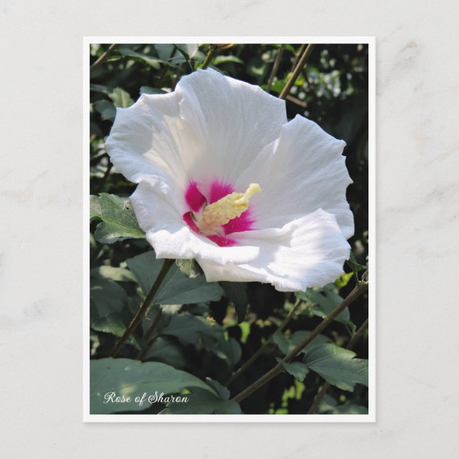 Carte Postale Rose of Sharon (Devant)